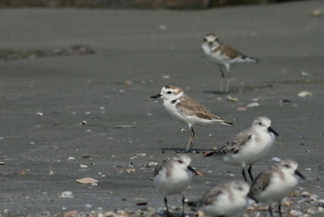 The White-faced Plover Charadrius delbatus is an annual visitor to Lampakbia, Thailand. © Peter Ericsson